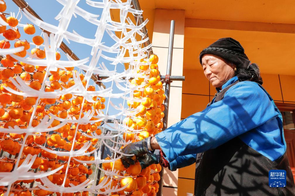 甘肃舟曲:藏乡柿子助农增收