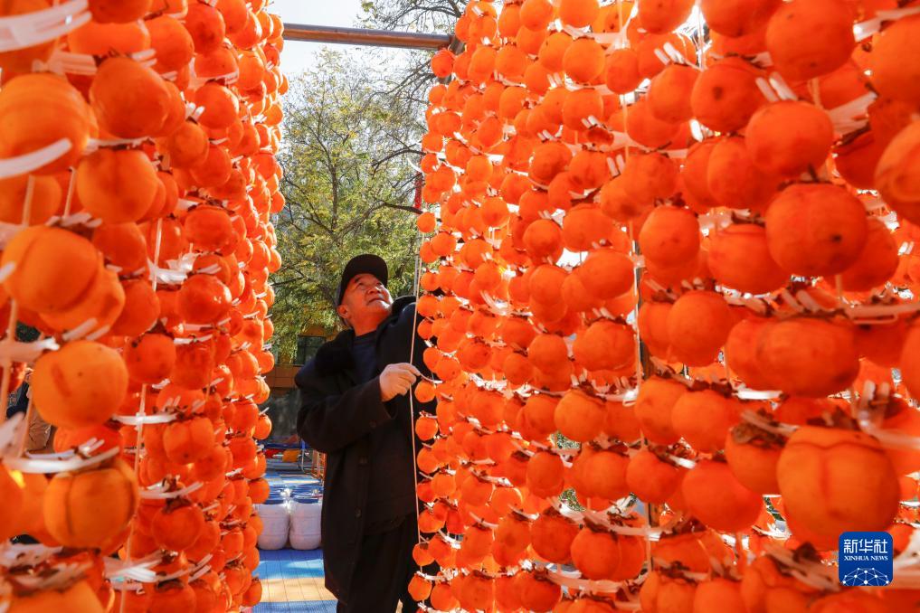 甘肃舟曲:藏乡柿子助农增收