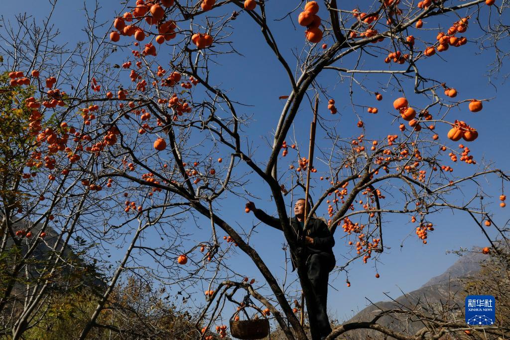甘肃舟曲:藏乡柿子助农增收