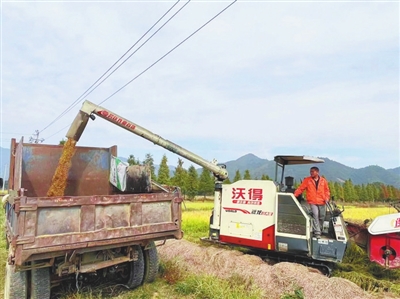 看江西再生稻如何“再生金”