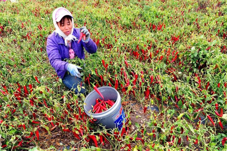 点赞通辽 | “开鲁红干椒” 香辣天下