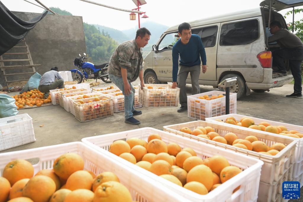 福建古田：特色水果产业助力乡村振兴