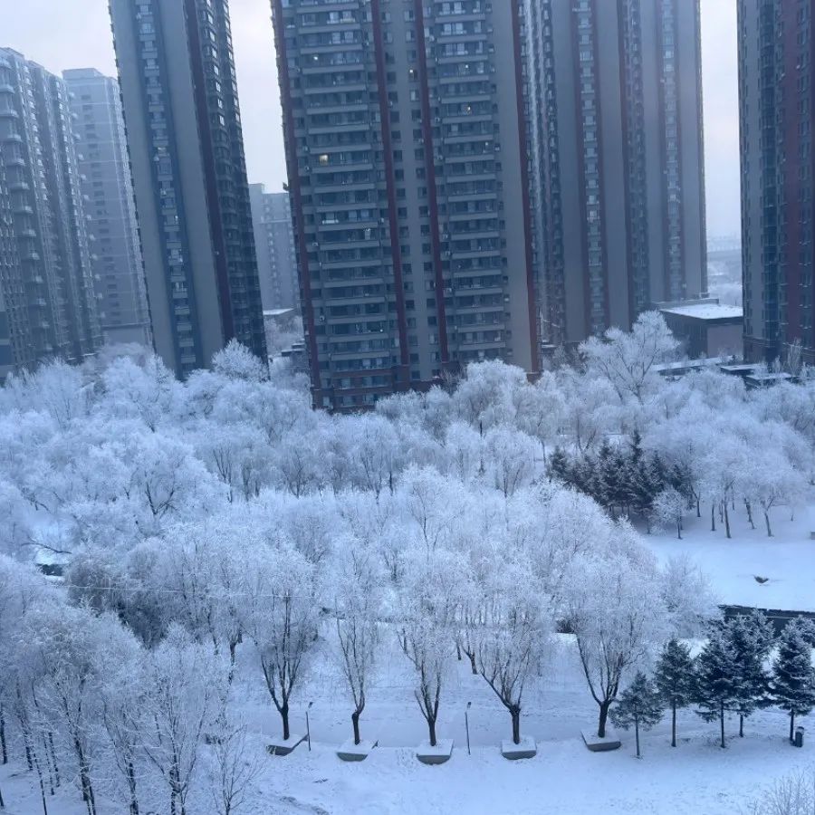 玉树琼花满城开，哈尔滨美景又上新