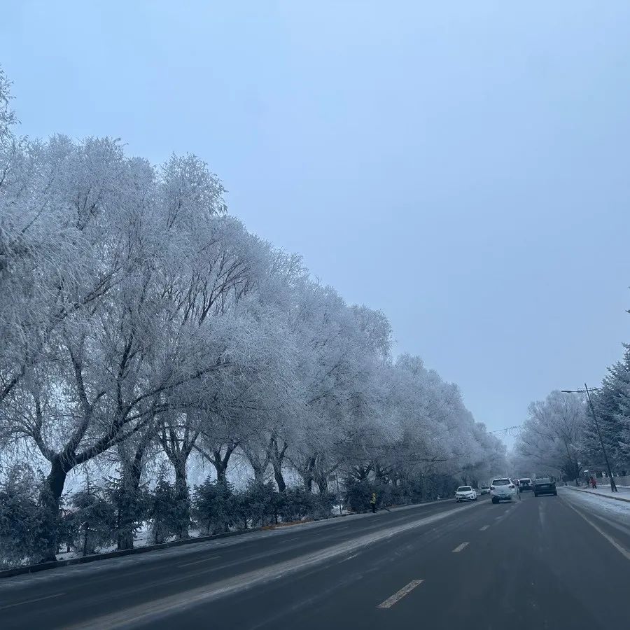 玉树琼花满城开，哈尔滨美景又上新