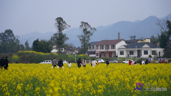 大足：千亩菜花绽放金黄 游花海感受春天气息