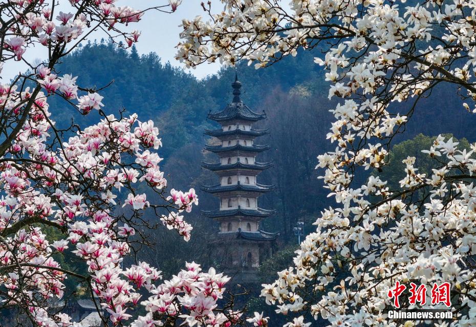 安徽黄山：新安江畔玉兰花开
