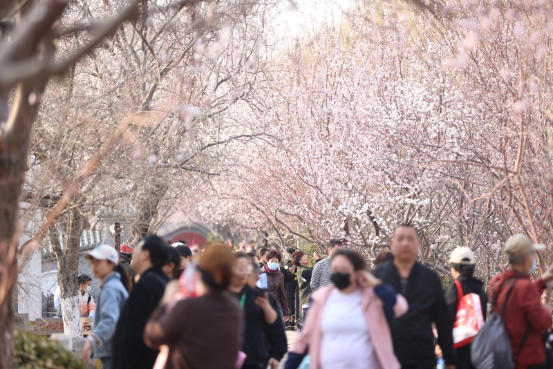 第33届天津运河桃花文化商贸旅游节开幕