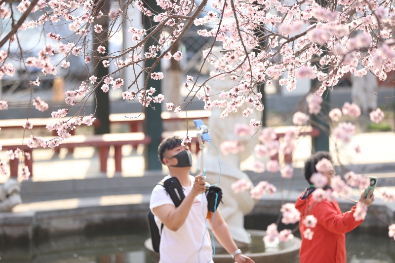 第33届天津运河桃花文化商贸旅游节开幕