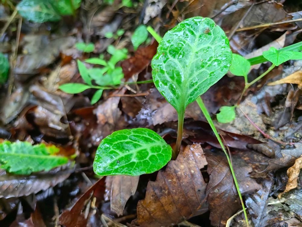 重庆阴条岭国家级自然保护区首次发现鹿蹄草