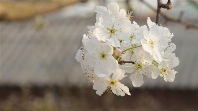 万千气象看云南·春暖花开彩云南丨唰唰几笔，把春天穿在身上③我用梨花点裙装