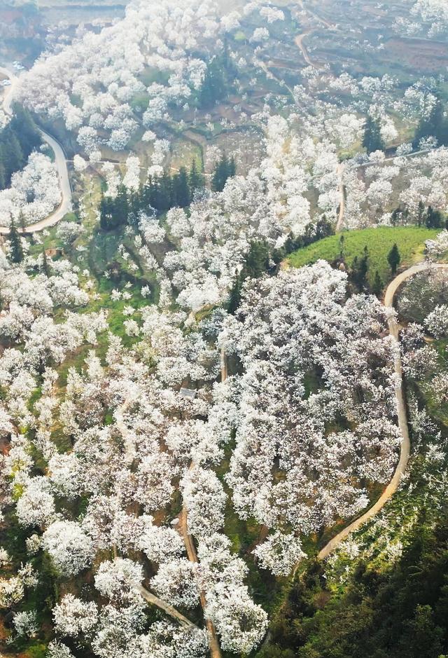 万千气象看云南·春暖花开彩云南丨唰唰几笔，把春天穿在身上③我用梨花点裙装