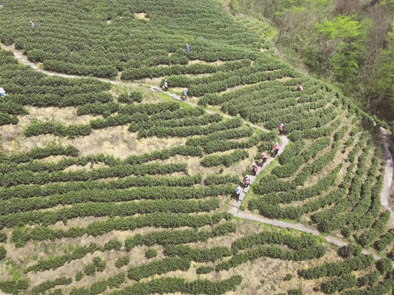 “凤羽水乡”的兴茶传奇