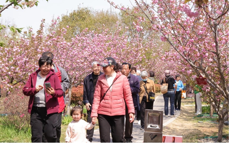 河南淇滨：樱花季里烟火气 撬动消费新活力