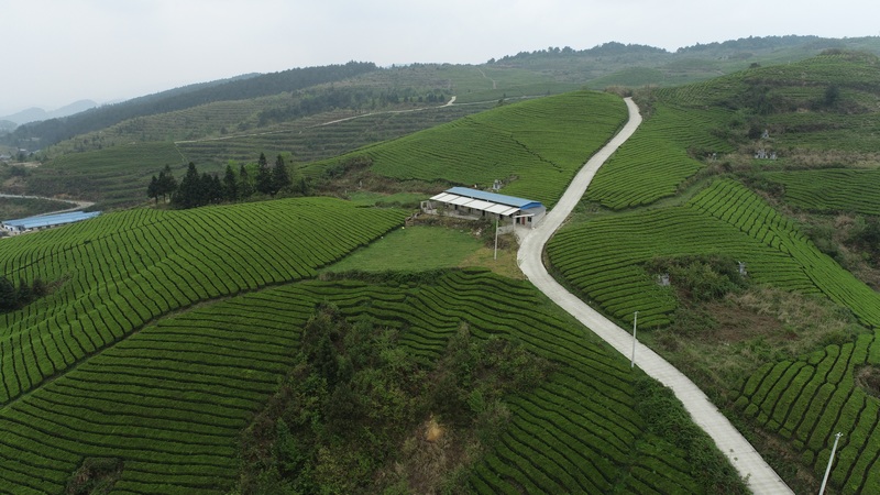 铜仁沿河：生态茶成致富“金钥匙