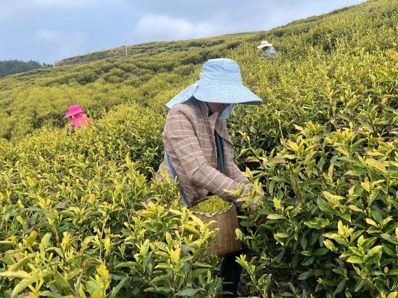 铜仁沿河：生态茶成致富“金钥匙