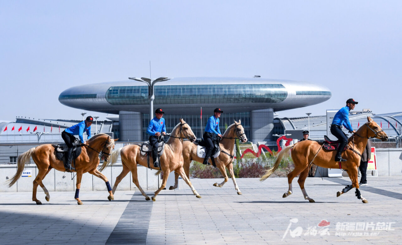 汗血宝马助兴乌鲁木齐“马上旅游”