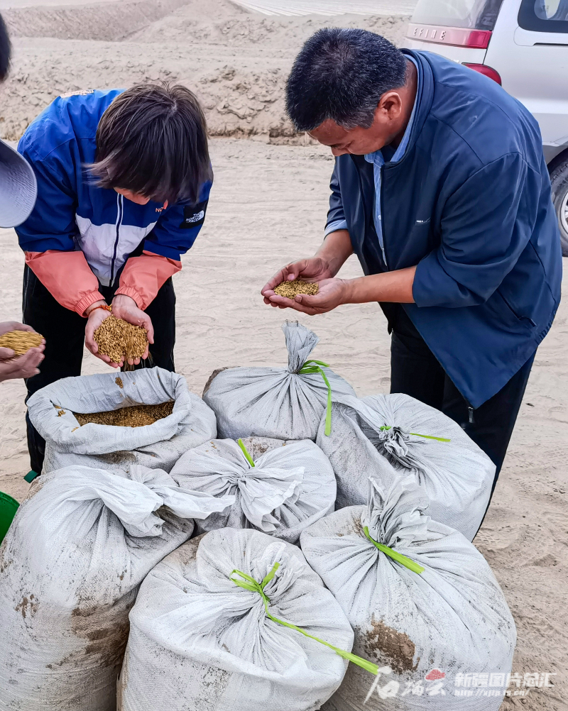 航拍新疆｜飞播水稻种 2小时200亩