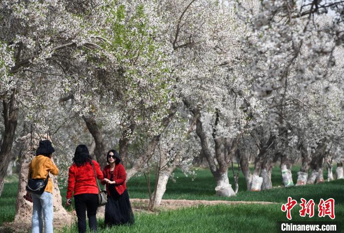 “花”样繁多 新疆南部春天美景绘出美丽“钱景”