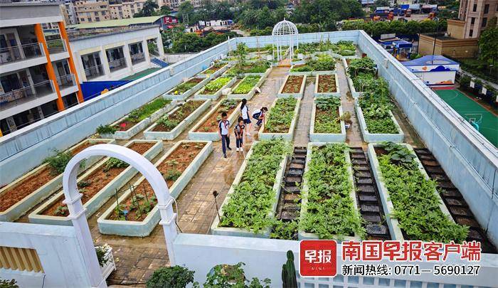 空中菜园＋花园！南宁这所校园楼顶“别有洞天”