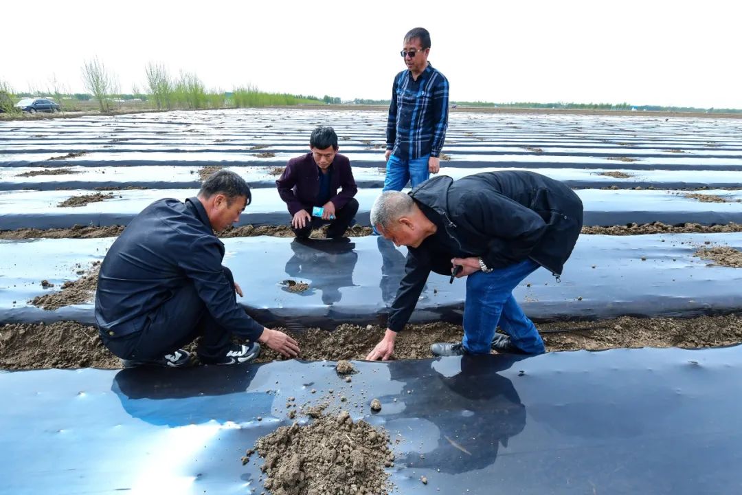 内蒙通辽：千亩药材种植忙 振兴路上飘药香