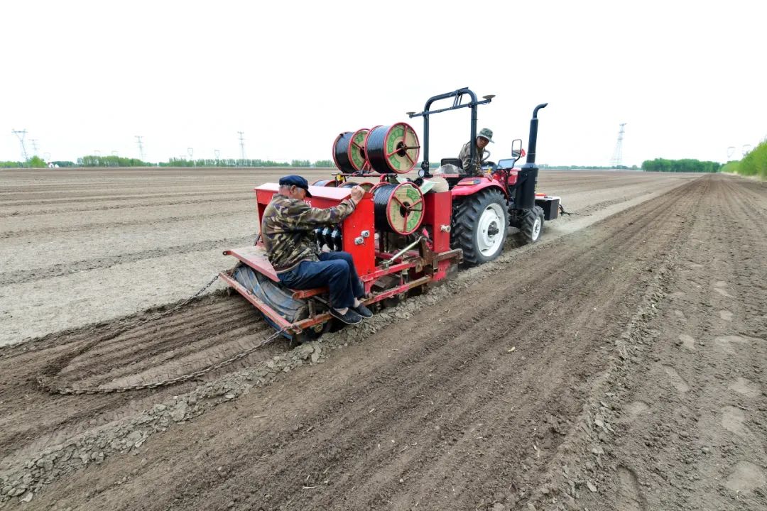 内蒙通辽：千亩药材种植忙 振兴路上飘药香