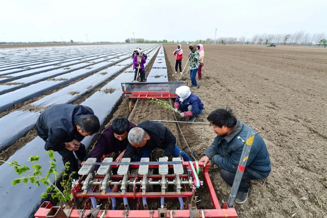内蒙通辽：千亩药材种植忙 振兴路上飘药香