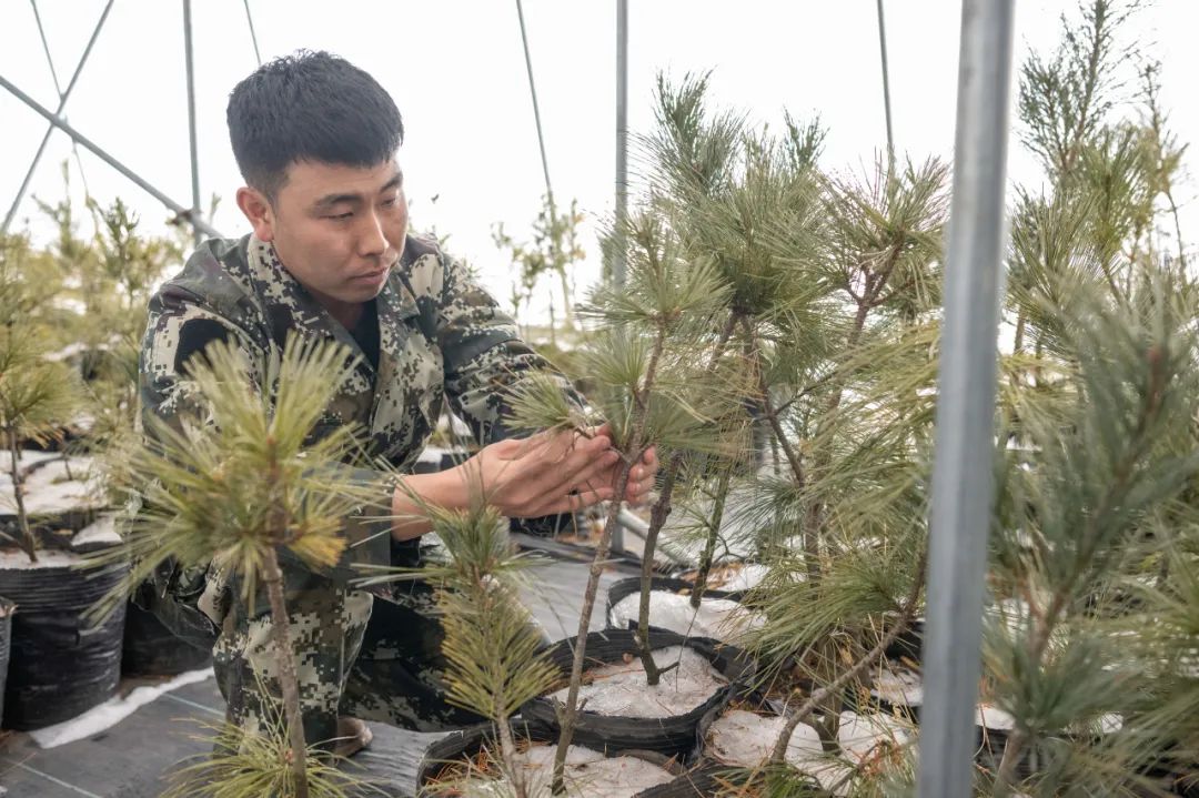 绿水青山织锦绣｜伊春奋力谱写新时代新征程“林区三问”崭新答卷