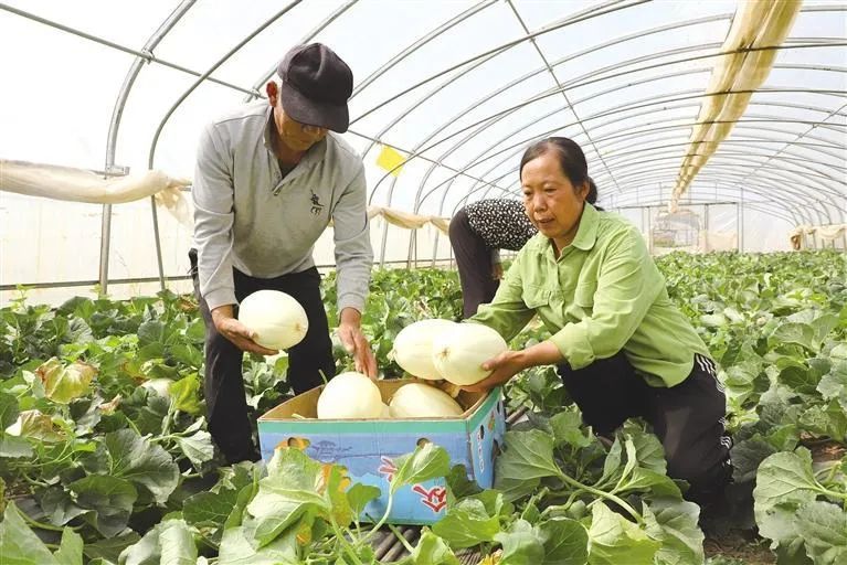 瓜农增收笑开颜，甜杏飘香邀客来！兰州特色瓜果批量抢鲜上市