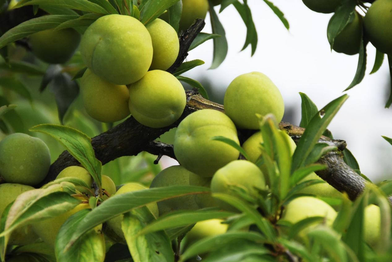 重庆巫山脆李专机于7月2日正式“起飞”