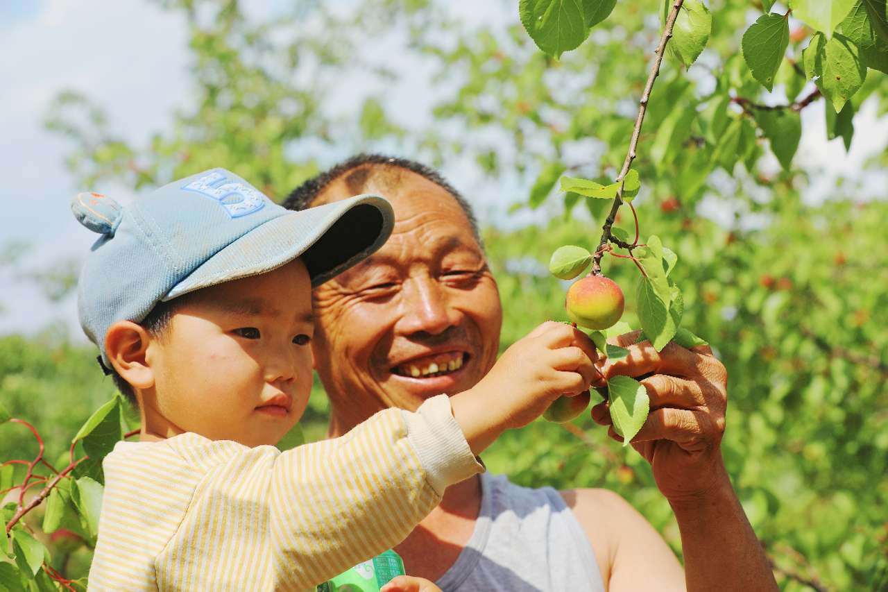 宁夏彭阳红梅杏开园采摘