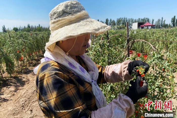 宁夏：科技赋能 让农业播种新希望