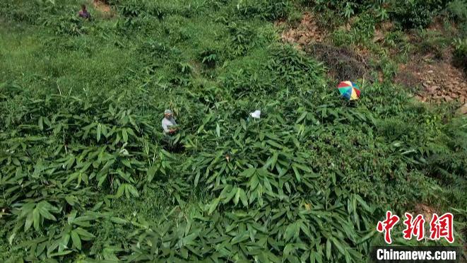 湖南蓝山巧打生态牌 粽叶变瑶山致富“金叶”