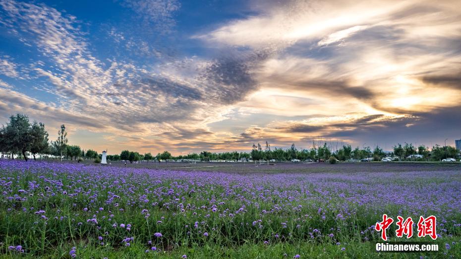 赴一场草原夏之约：看花、赏日落