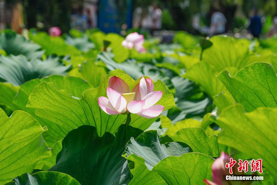 云南昆明：荷花盛开吸引游人