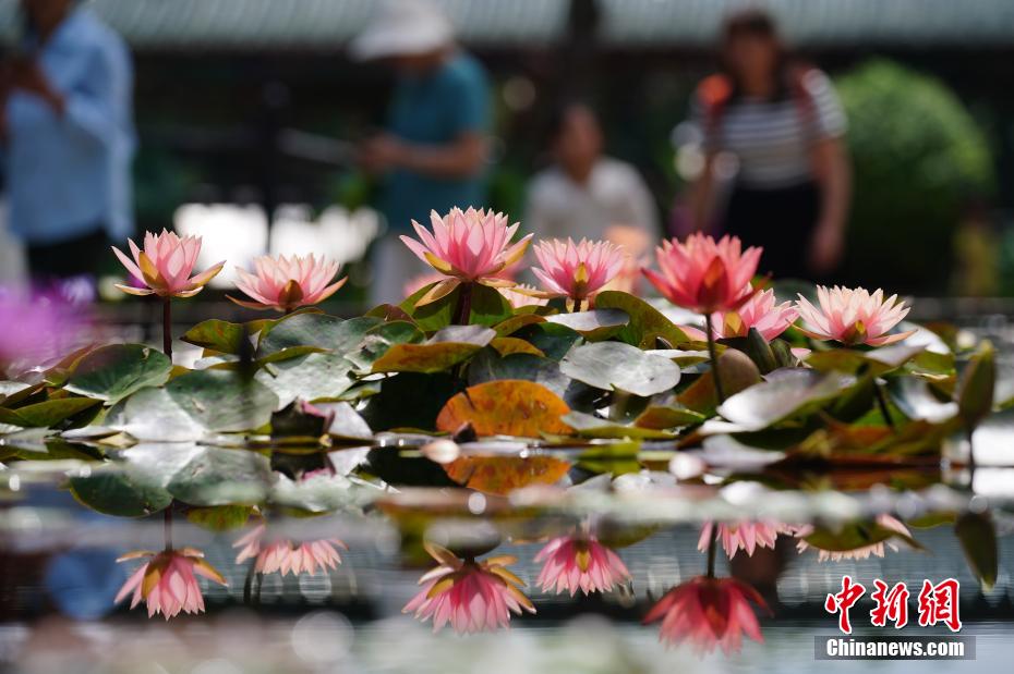 云南昆明：荷花盛开吸引游人