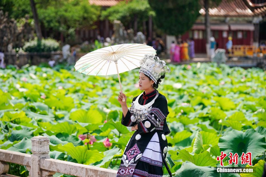 云南昆明：荷花盛开吸引游人