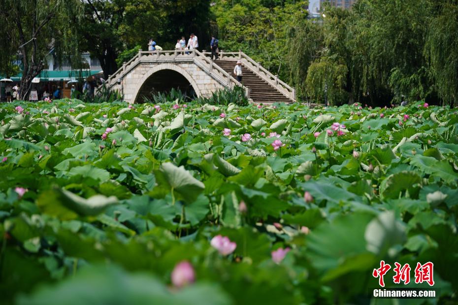 云南昆明：荷花盛开吸引游人