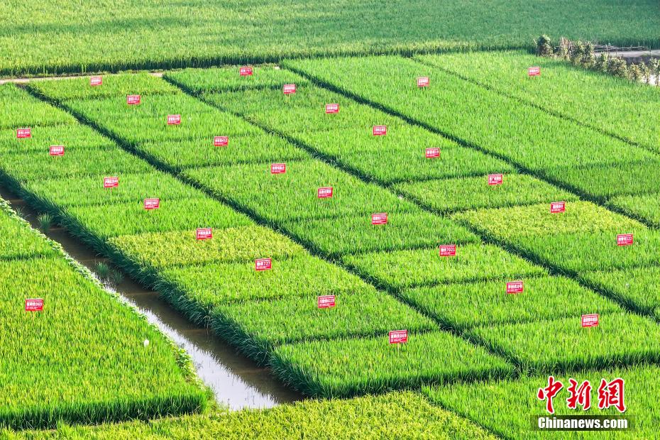 四川合江：“丰景”如画好年景