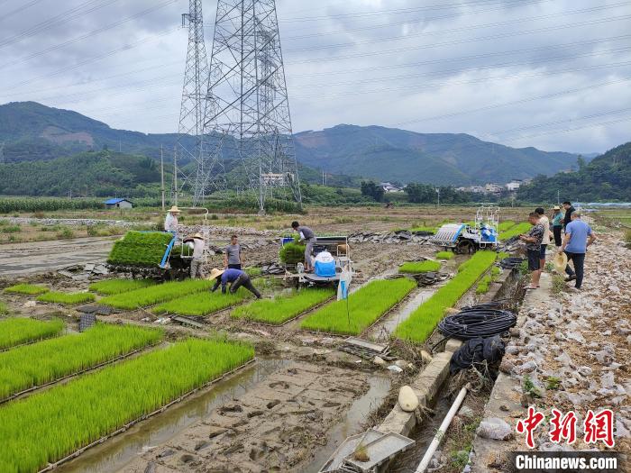 广西百色：农民种田不再“面朝黄土背朝天”