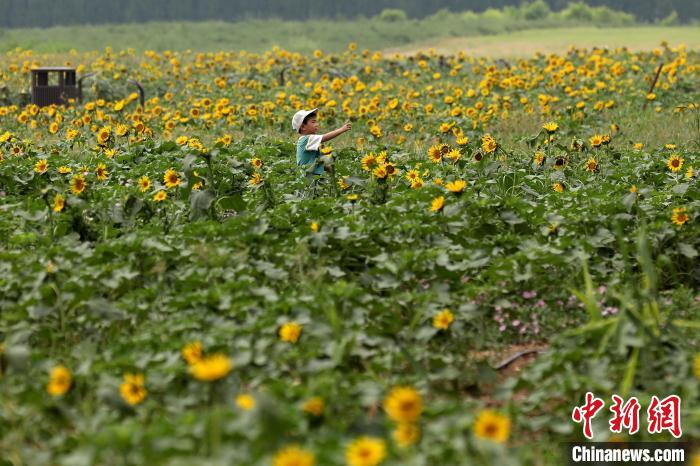 西安汉长安城未央宫国家考古遗址公园向日葵花海引游人