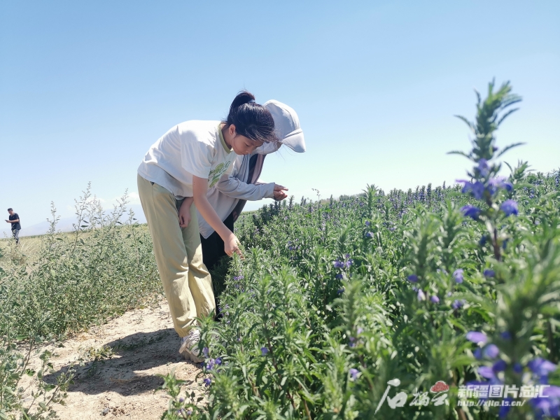 规范化种植 市场化运营 新疆持续夯实中药材产业基础