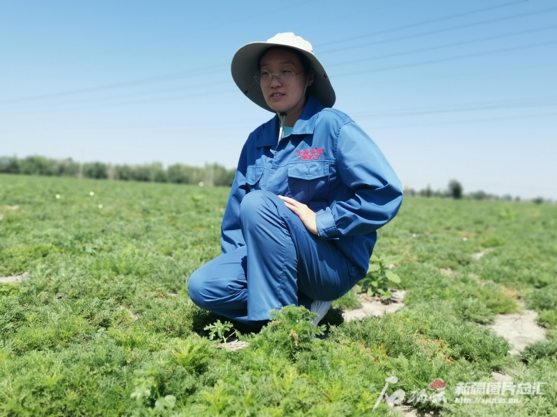 规范化种植 市场化运营 新疆持续夯实中药材产业基础