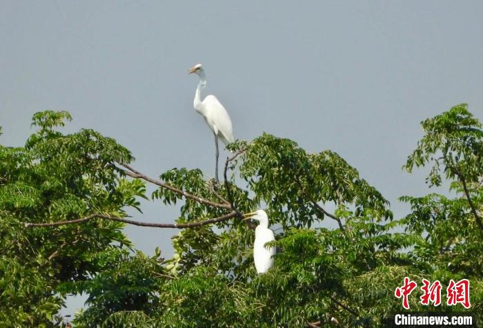 鄱阳湖夏候鸟“集结” 开始陆续南迁