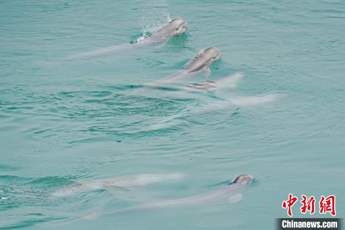 长江宜昌段水生生物多样性逐步修复