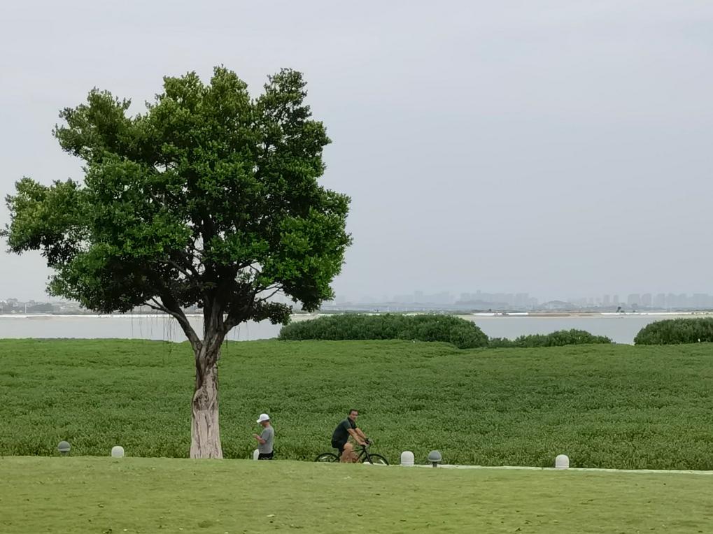 高质量发展调研行｜厦门同安湾：滩涂地“变身”滨海旅游浪漫线