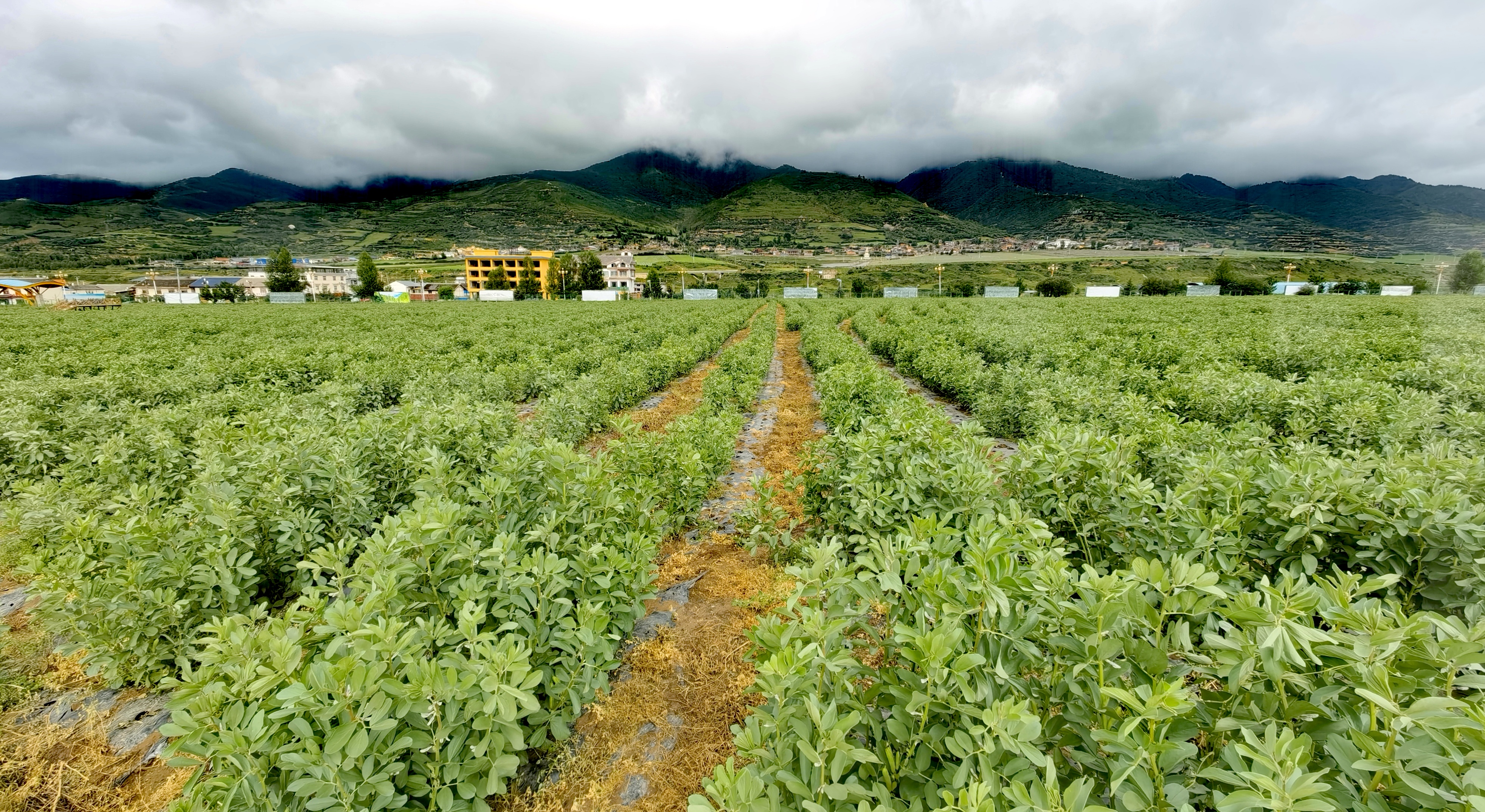 川渝共建“高原粮仓” 这项“重庆产”农业科技在四川松潘落地 松潘县现代农业园区 受访者供图