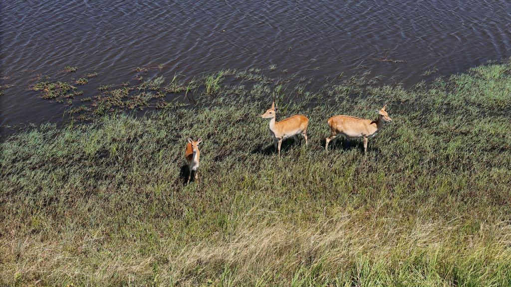 海南坡鹿:从极度濒危到“呦呦鹿鸣”