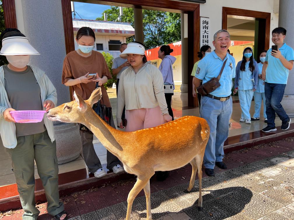 海南坡鹿:从极度濒危到“呦呦鹿鸣”