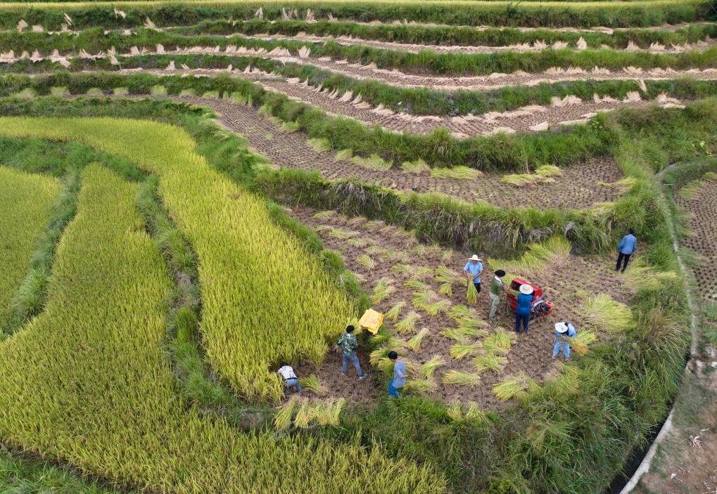 世界灌溉工程遗产凤堰梯田迎来收获季