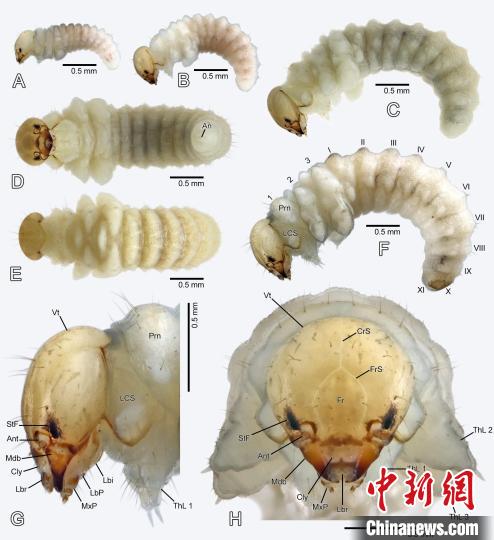 大理大学动物生态学团队发现中国昆虫新记录科雪蝎蛉科